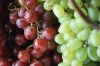 Sell Fresh Red and Green Grapes