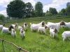 Quality Live Boer Goats, Saanen Goats, Askanian Goats