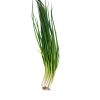 Hot sale of high quality fresh scallion accept custom planting