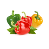 Hot sale of high quality fresh green and red pepper  accept custom planting