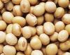 Soybean seeds/ soybean