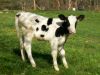 Sell holstein heifers for sale