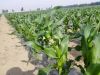 Sweet Corn in Vavuumed Bag for 2016 Crop