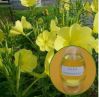 Sell Evening Primrose Oil