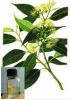 Sell Eucalyptus oil