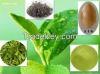 FDA, GMP factory to supply green tea extract