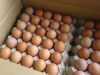 Fresh Table Chicken Eggs ( Brown and White)