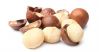 Macadamia Nuts / Macadamia Nuts With Shell and Without Shell / Roasted Macadamia Nuts