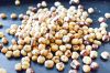 Blanched Hazelnuts/ Hazelnuts Inshell & Kernels/ Organic Hazel Nuts