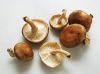 White Mushroom, Dried White Mushroom, Fresh White Mushroom, Canned White Mushroom