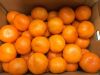 Top Quality Fresh Orange / Fresh Mandarin Orange / Fresh Naval Orange/ Fresh Valencia Orange