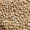 Quinoa Seeds / Quinoa Grains