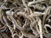 DRIED SEAHORSES