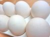 Sell Fresh White & Brown Table Eggs