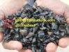 Palm Kernel Shell (PKS) . EM/SKYPE: ***** / gbi.trades2