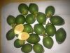 Sell Fresh Betel Nut