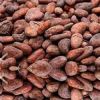 Exporters of Cocoa Beans