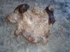 Sell Wet Salted Cow Head Skin