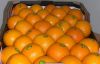 Sell Fresh valencia oranges
