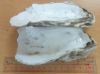 OYSTER SHELLS