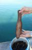 Sea Cucumbers dried or frozen , Eel Fish
