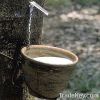 Sell Natural Rubber / Latex Rubber