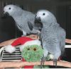 Sell Macaw, cockatoo and African grey parrots available