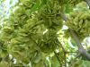 Sell Fresh Elm Fruit Elm Seeds