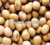 Soybeans Seeds