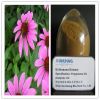 Sell Echinacea Extract