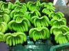 Ripe Bananas For Sale, Dwarf Banana, Gold Finger Banana, Cavendish Banana, Organic Fresh Bananas, Sweetheart Banana, Monkey Bananas Sale