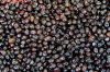 Black Olives Pitted, Black olives in brine, DRIED BLACK Olives, Whole Black Olives Gioconda, Black & Green Olives