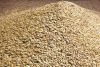 Organic Purple Barley, Feed Barley For Sale, 2-Row Pale Malted Barley for Sale, Barley 12 Lbs, Unhulled Barley (Hull Intact)