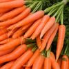 Sell Fresh Carrot