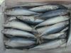 frozen whole round mackerel fish