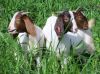 boer goat