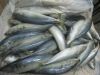 Sell  frozen spanish mackerel