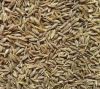 cumin seeds