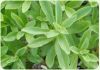 Sell stevia RA97 with high quality and low price