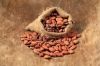 Selling  Cocoa Bean Seed