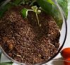 Sell Organic fertilizer Tea seed meal
