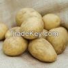 Fresh Potato Seed