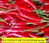 OFFER CHILLI.my skype: lyly hxcorp