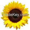 REFINED SUNFLOWER OIL and CRUDE SUNFLOWER OIL