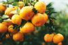 Orange fresh fruit