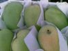 Sell Fresh Mangoes