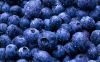 Sell fresh Blueberries