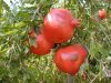 Fresh Pomegranate