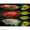 Aquarium Arowana Fish for Sale