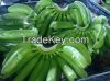 Fresh Green Cavendish, Aqua and Williams Bananas for Sale